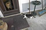 20050204_Kitty Kat_025
